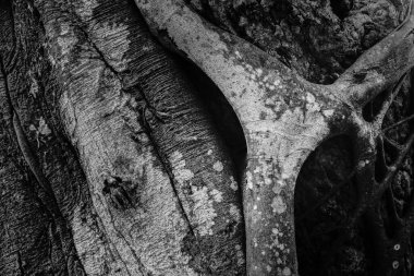 Siyah beyaz monokrom doğada eski ağaç gövdesinin dokusu ve karakteri var. Howrah, Batı Bengal, Hindistan.
