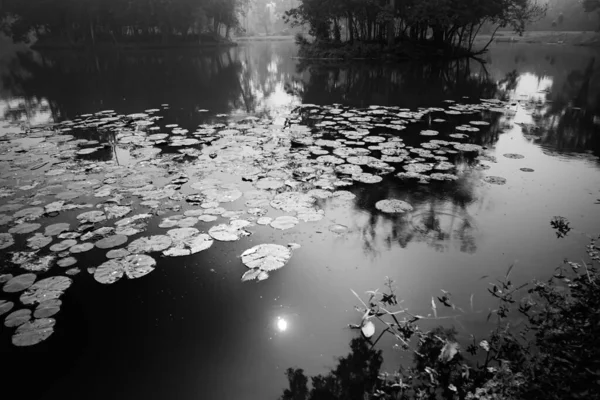 Schwarz Weiß Monochromes Bild Der Reflexion Von Bäumen Und Sonne — Stockfoto