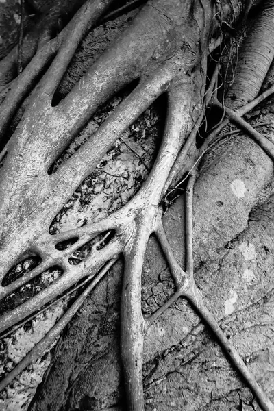 Schwarzweiß Monochromes Naturbild Alter Baumstämme Mit Struktur Und Charakter Howrah — Stockfoto