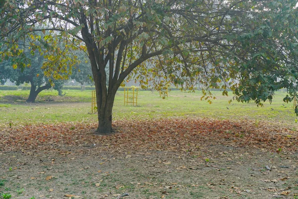 Herfstbladeren Vielen Onder Een Grote Loofboom Bladverliezende Bomen Hebben Meestal — Stockfoto