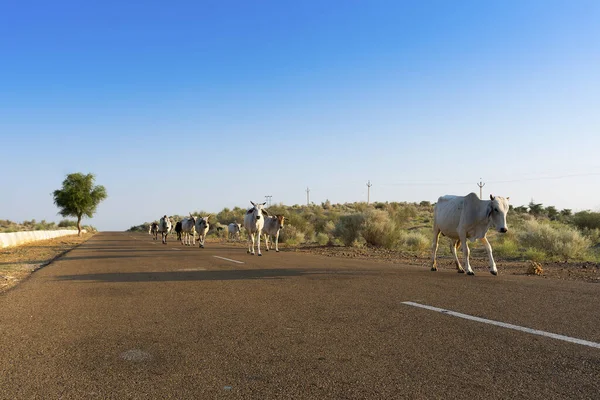Sivatagban Áthaladó Tehenek Országúton Vagy Országúton Távoli Horizont Forró Nyár — Stock Fotó
