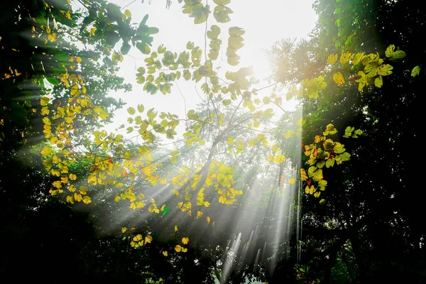 Magical Sun Rays Coming Foliage Winter Morning Howrah West Bengal — Stock Photo, Image