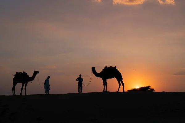 印度拉贾斯坦邦塔尔沙漠沙丘上的两个骆驼和骆驼的轮廓 云有落日 天空有背景 骆驼手靠游客骑骆驼为生 — 图库照片