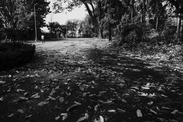 잎사귀들 흑백의 배경을 이루는 나무들 로지나가는 차선에 떨어졌다 하우라 웨스트 — 스톡 사진