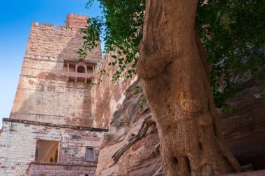 Eski bir ağaç ve Jharokha, bir binanın duvarından yansıyan taş pencere, Mehrangarh kalesi, Jodhpur, Rajasthan, Hindistan 'a bakan. Popüler UNESCO dünya mirası sahası.