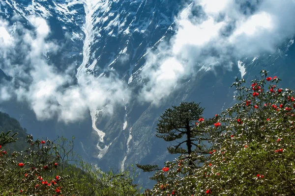 Yumthang Valley Oder Sikkim Valley Flowers Heiligtum Himalaya Berge Hintergrund — Stockfoto