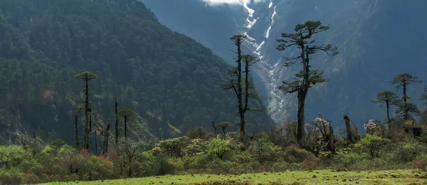 Panorama Del Valle Yumthang Santuario Del Valle Las Flores Sikkim —  Fotos de Stock