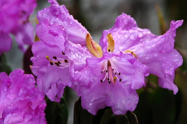 Eső Cseppek Rhododendron Virág Család Ericaceae Állam Sikkim Lelőtték Yumthang — Stock Fotó