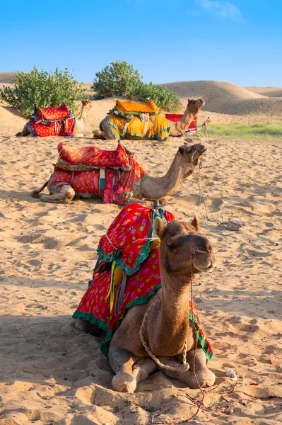 Thar Desert Rajastán India 2019 Camellos Con Vestidos Tradicionales Esperando — Foto de Stock