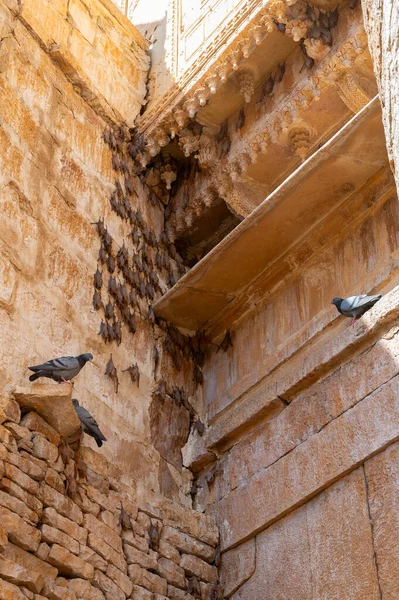 Fuerte Jaisalmer Rajastán India 2019 Murciélagos Colgando Pared Raja Rani — Foto de Stock