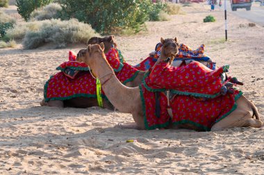Thar Çölü, Rajasthan, Hindistan - 15.10.2019: deve sürüşü için turistleri bekleyen geleneksel elbiseli develer. Camelus dromedarius, turistleri sırtında taşıyan büyük çöl hayvanlarıdır..