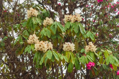 Sikkim 'de çiçek açan Rhododendron niveum ağacının görüntüsü, yeşil bir çalılık ya da küçük bir ağaç, yaprakların üzerindeki küçük bir topta tutuluyor. Sikkim 'in eyalet ağacı. Sisli hava arkaplanı.