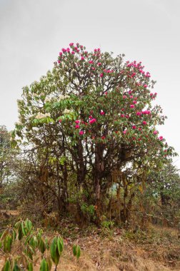 Sikkim 'de çiçek açan Rhododendron niveum ağacının görüntüsü, yeşil bir çalılık ya da küçük bir ağaç, yaprakların üzerindeki küçük bir topta tutuluyor. Sikkim 'in eyalet ağacı. Sisli hava arkaplanı.