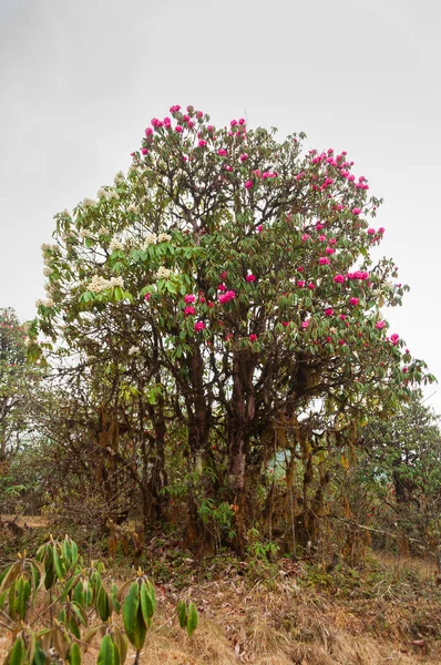 Uitzicht Bloeiende Rhododendron Niveum Boom Sikkim Een Groenblijvende Struik Kleine — Stockfoto