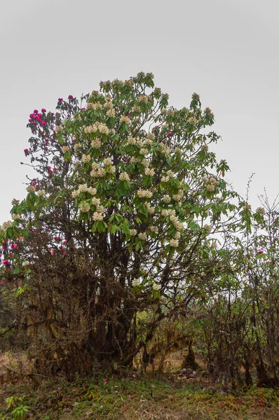 Uitzicht Bloeiende Rhododendron Niveum Boom Sikkim Een Groenblijvende Struik Kleine — Stockfoto