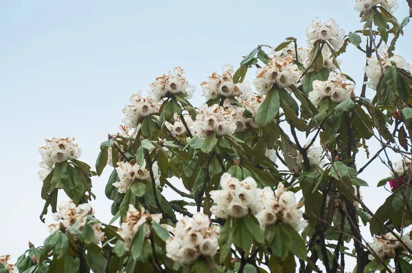 Piękny Widok Kwitnących Kwiatów Rododendron Rododendron Niveum Drzewa Sikkim Wiecznie — Zdjęcie stockowe