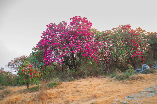 Utsikt Ver Blommande Rhododendron Blommor Rhododendron Niveum Sikkim Vintergrã Buske — Stockfoto