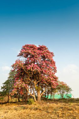 Çiçek açan Rhododendron çiçekleri, Rododendron niveum, Sikkim 'de bitkisel yeşil bir çalılık ya da küçük bir ağaç yaprakların üzerindeki küçük bir topta tutulur. Hindistan 'ın Sikkim eyaleti ağacı..
