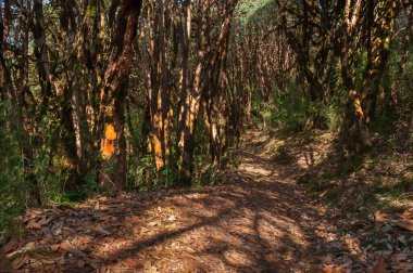 Hiley 'den Varsey Rhododendron Sığınağı' na ya da Barsey Rhododendron Sığınağı 'na giden sık ormanlardan geçen bir rota. Sikkim, Hindistan 'da çok popüler bir turist yürüyüş rotası..