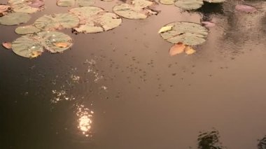 Gerridae, su gezginleri, su sıçrayıcıları, su motosikletçileri, su böcekleri, gölet patencileri, su yüzeyinde yürüyen su kaydırıcıları olarak bilinen böcekler. Suyun üzerinde güneş yansıması.