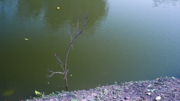 Lonely Pequena Árvore Sem Folhas Lado Uma Lagoa Kolkata Bengala — Vídeo de Stock