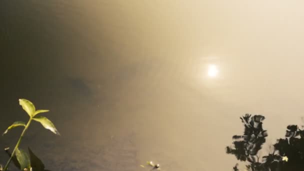 池の水面に太陽の反射 インド 西ベンガル州ハウラーの自然画像 — ストック動画