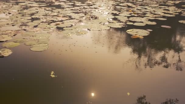金丝雀 通常被称为水剥削者的昆虫 池塘滑雪者 水剥削者 或在水面上行走的水剥削者 阳光对水的反射 — 图库视频影像