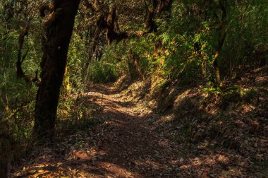 Varsey Rhododendron Sığınağı 'na ya da Barsey Rhododendron Sığınağı' na doğru sık orman boyunca bir yolculuk. Sikkim, Hindistan 'da çok popüler bir turist yürüyüş rotası..