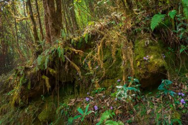 Yoğun ormandan geçip Varsey Rhododendron Sığınağı veya Barsey Rhododendron Sığınağı 'na giden büyük taşlardaki yosun manzarası. Sikkim, Hindistan 'da çok popüler bir turist yürüyüş rotası..