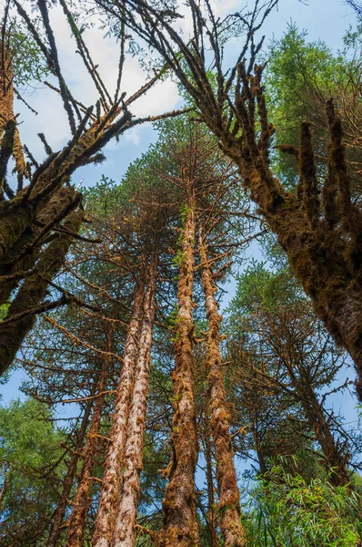 Árboles Grandes Tocando Cielo Azul Arriba Santuario Rododendros Barsey Varsey — Foto de Stock