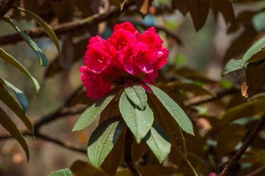 Çiçeklerin açtığı güzel Rhododendron manzarası Sikkim 'deki Rhododendron niveum ağacı, yeşil bir çalılık ya da küçük bir ağaç yaprakların üzerindeki küçük bir topta çiçek tutuluyor. Hindistan 'ın Sikkim eyaleti ağacı..