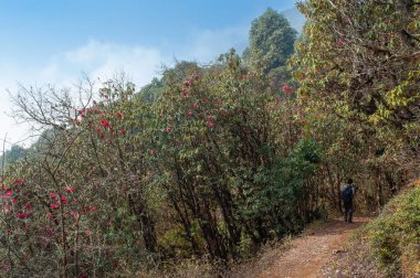 Varsey Rhododendron Sığınağı 'na ya da Barsey Rhododendron Sığınağı' na doğru sık orman boyunca bir yolculuk. Sikkim, Hindistan 'da çok popüler bir turist yürüyüş rotası..