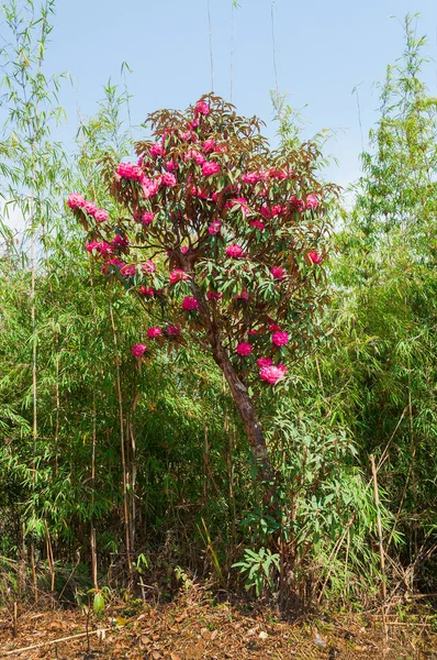Beautiful View Blooming Rhododendron Flowers Rhododendron Niveum Tree Sikkim Evergreen — Stock Photo, Image