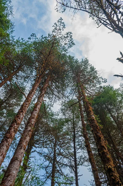 Árboles Grandes Tocando Cielo Azul Arriba Santuario Rododendros Barsey Varsey — Foto de Stock