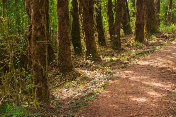 Stock image Trekking route through dense forest towards Varsey Rhododendron Sanctuary or Barsey Rhododendron Sanctuary. A very popular tourist trekking route at Sikkim, India.