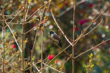 Rufous-gorgeted sinekkapan kuşu, Ficedula strophiata, Himalaya nemli ormanlarında kuş familyası Muscicapidae. Boğazında belirgin renkli bir yama olan kırmızımsı kahverengi bir kuş..