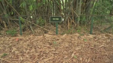 No Fire sign in front of Bamboo trees and dry leaves on soil, bamboo plants are evergreen perennial flowering plants, subfamily Bambusoideae of the grass family Poaceae. Environment caution.