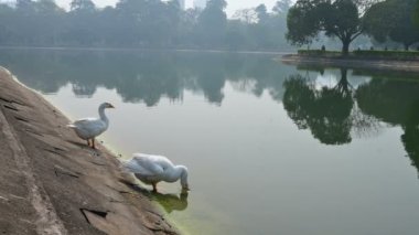 Beyaz Kuğu kuşları, bilimsel adı Anatidae familyası Cygnus cinsi, Victoria Memorial Gölü 'nde yıkanır ve temizlenirler, Orta Kolkata, Batı Bengal, Hindistan.