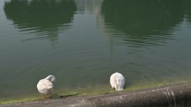 Beyaz Kuğu kuşları, Anatidae familyasından Kuğu cinsi, Hindistan 'ın Batı Bengal bölgesindeki Victoria Memorial gölünde yıkanır ve temizlenirler..