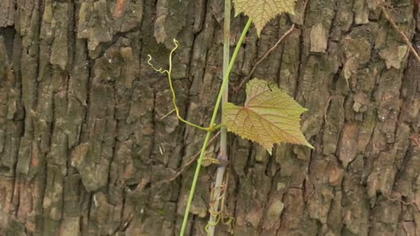 Green Leaves Embracing Old Tree Root Texture Slow Motion Nature — Stockvideo