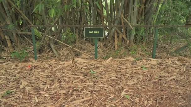 Fire Sign Front Bamboo Trees Dry Leaves Soil Bamboo Plants — Stok video