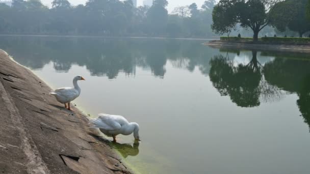 在印度西孟加拉邦加尔各答市中心的维多利亚纪念湖中 一只名叫Anatidae Family Cygnus的白天鹅正在洗澡和清洁自己 — 图库视频影像