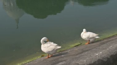 Beyaz Kuğu kuşları, Scientfic adı Anatidae familyasından Cygnus cinsi, kendilerini Victoria Memorial gölünde temizliyorlar, Orta Kolkata, Batı Bengal, Hindistan.