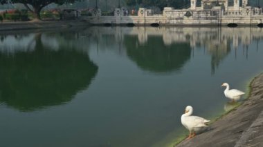 Beyaz Kuğu kuşları, Anatidae familyasından Kuğu cinsi, Hindistan 'ın Batı Bengal bölgesindeki Victoria Memorial gölünde yıkanır ve temizlenirler..