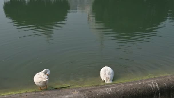 White Swan Birds Anatidae Família Cygnus Genus Banhando Limpando Lago — Vídeo de Stock