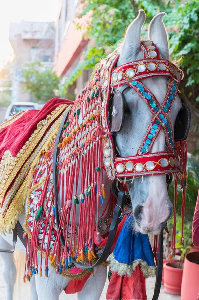 Dekoriert Ghodi Oder Weißes Pferd Bereit Bräutigam Zum Hochzeitsort Transportieren — Stockfoto