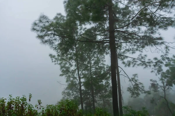 Árvores Lado Vale Cheias Nevoeiro Névoa Bela Monção Nas Montanhas — Fotografia de Stock