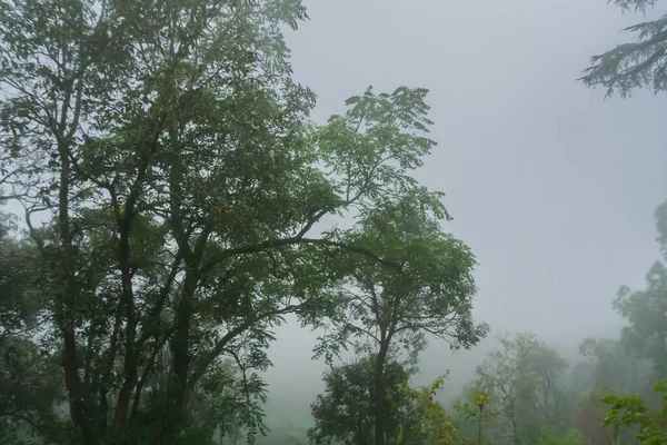 Bomen Naast Vallei Gevuld Met Mist Mist Prachtige Moesson Himalaya — Stockfoto