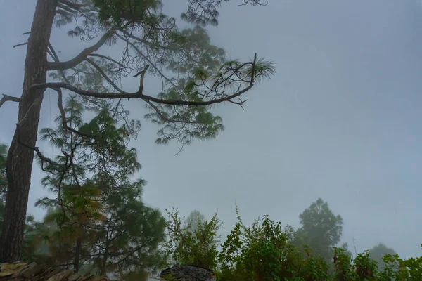 Árvores Lado Vale Cheias Nevoeiro Névoa Bela Monção Nas Montanhas — Fotografia de Stock