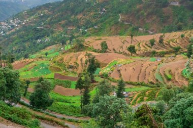 Üvey tarım, ya da teras tarımı. Dik tepeler ya da dağ kenarları ekilebilir arazinin düzey alanlarını oluşturmak için kesilir. Düzlük alanlar ekin ekmeye izin verir. Garhwal, Uttarakhand, Hindistan.